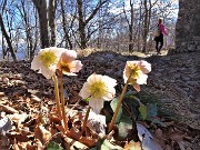 62 Helleborus niger (Ellebori) anche sui sentieri per il Monte Tesoro 